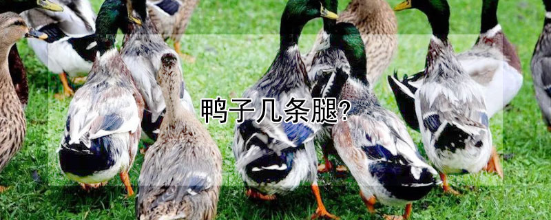 鸭子几条腿?（鸭子几条腿走路）