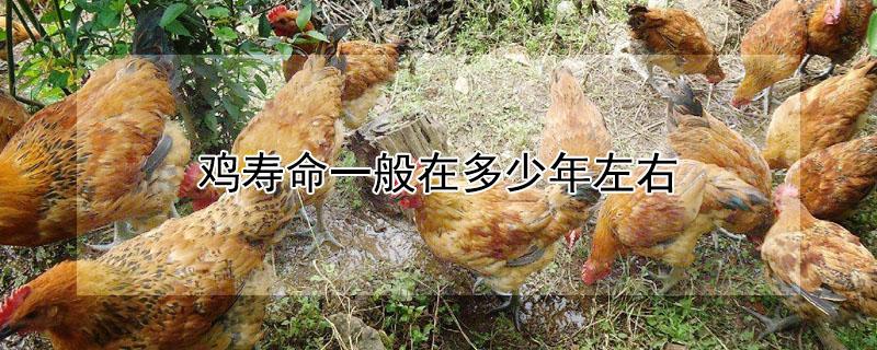 鸡寿命一般在多少年左右（老母鸡寿命一般在多少年左右）