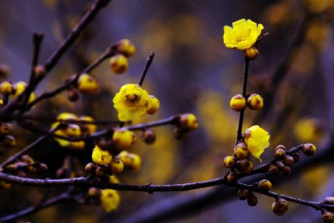 腊梅花可以放卧室吗