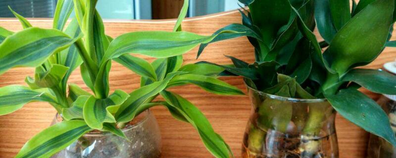 适合在室内养的竹 适合在室内养的竹子有哪些