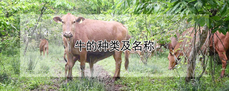 牛的种类及名称 中国十大品种牛