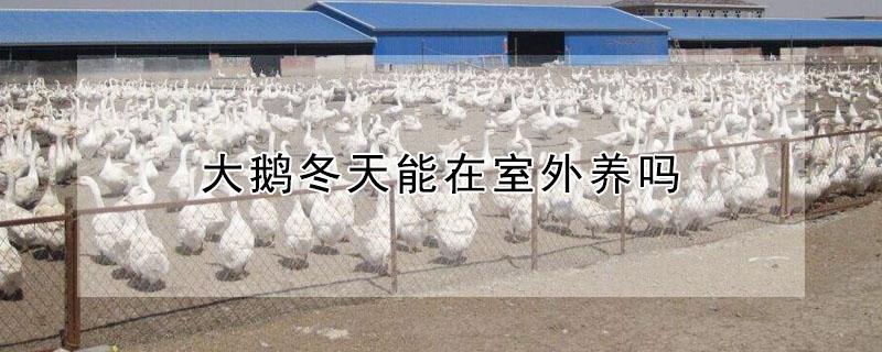大鹅冬天能在室外养吗 大鹅冬天能在室外养吗