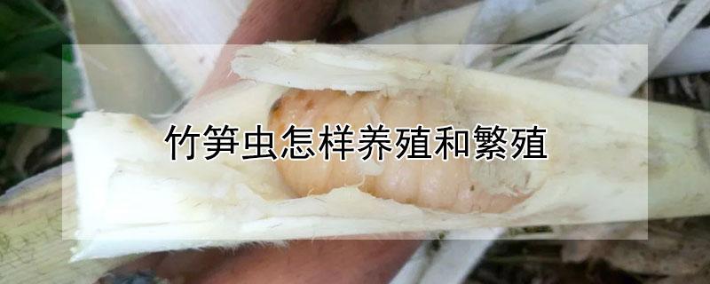 竹笋虫怎样养殖和繁殖 竹笋虫怎样养殖和繁殖视频