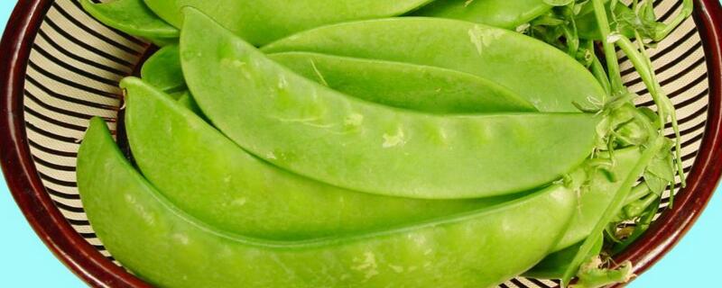 荷兰豆不熟有毒吗 荷兰豆不熟有毒吗 中毒症状