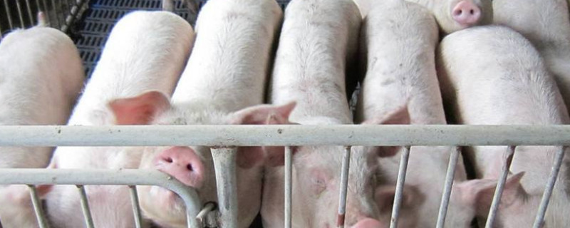 三元猪可以留种做母猪吗 三元猪能留公猪种猪吗