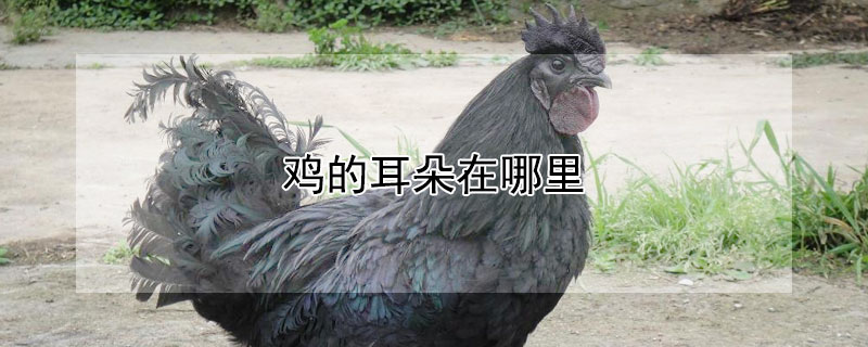 鸡的耳朵在哪里（鸡为什么飞不起来）
