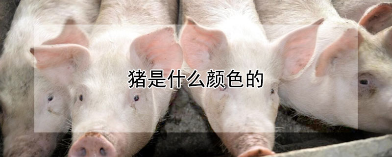 猪是什么颜色的（中国古代猪是什么颜色的）