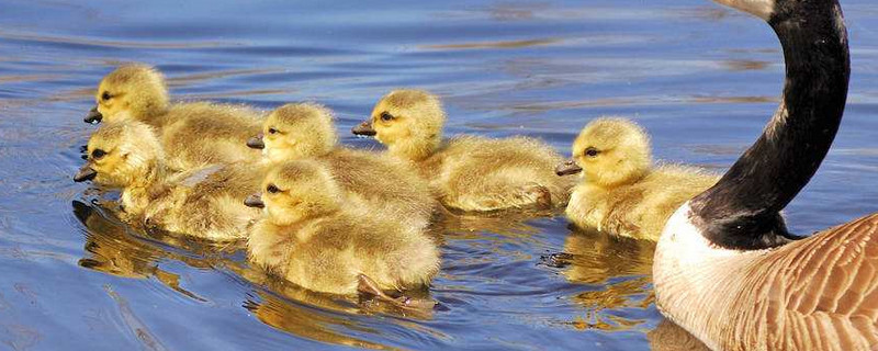 如何控温养鹅苗（如何控温养鹅苗视频）