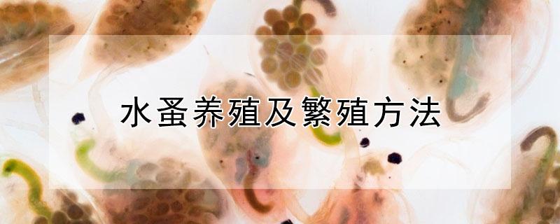水蚤养殖及繁殖方法 水蚤(鱼虫的家庭养殖方法