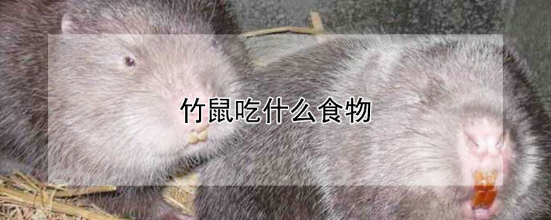 竹鼠吃什么食物（竹鼠吃什么食物最好）