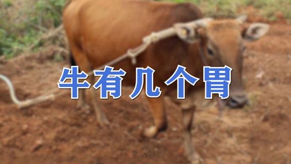 牛有几个胃（牛有几个胃分别是哪几个胃）