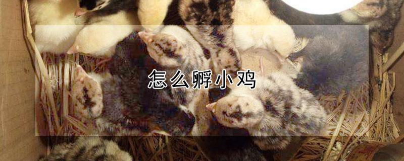 怎么孵小鸡 怎么孵小鸡最简单的方法