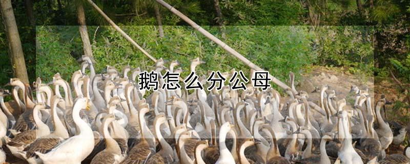 鹅怎么分公母 鹅怎么分公母最简单的方法