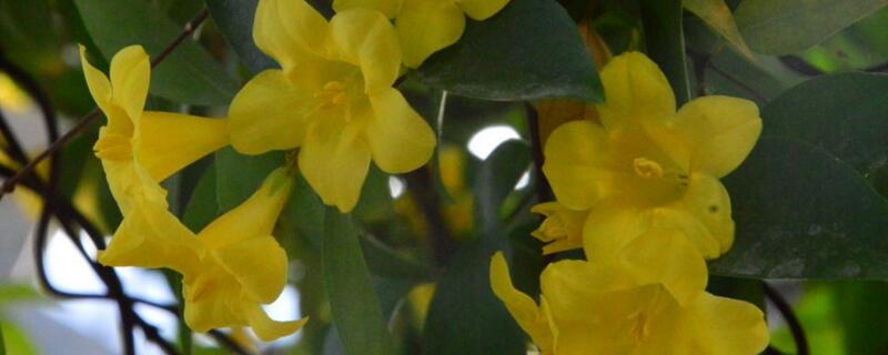 法国香水茉莉有毒吗 法国香水茉莉有毒吗图片