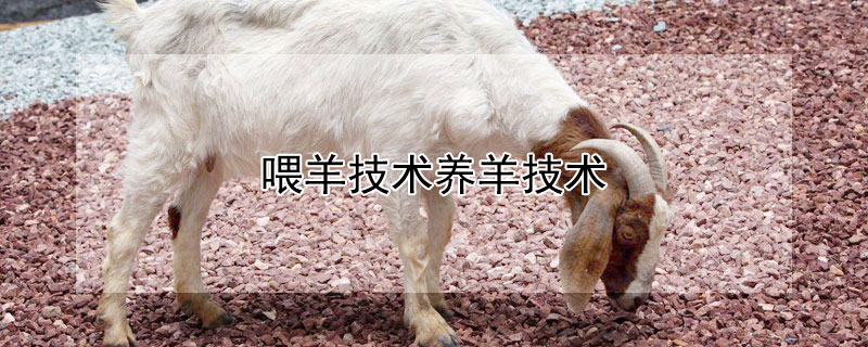 喂羊技术养羊技术 养羊就是个坑十个就有九个亏