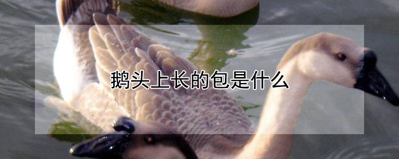 鹅头上长的包是什么 鹅头上长的包是什么病