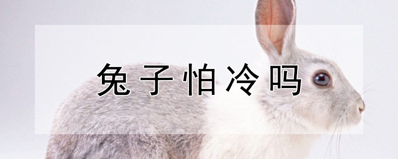 兔子怕冷吗 兔子怕冷吗 会冻死吗