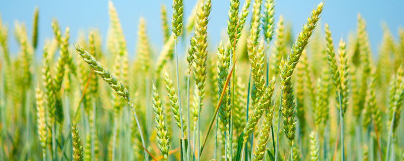 小麦喂鸽子有什么好处 小麦喂鸽子有什么好处与坏处视频