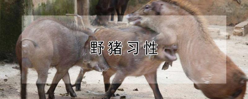 野猪习性（野猪的类型）