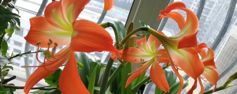 对兰与朱顶红的区别（兰花与朱顶红区别）