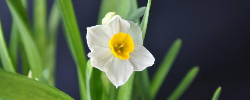 水仙花什么时候开放时间（水仙花什么时候开放时间几点）
