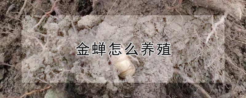 金蝉怎么养殖 金蝉养殖可行性报告