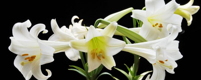 第一次见面送什么花 第一次见面适合送什么花