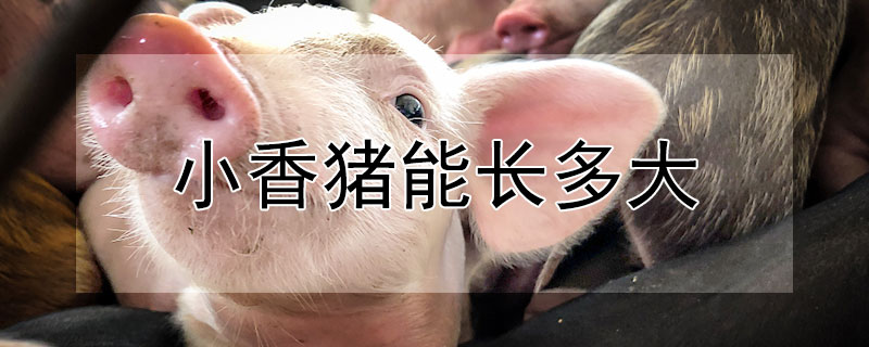 小香猪能长多大（千万别养小香猪）