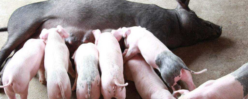 母猪下死胎是什么原因 母猪死胎是什么原因造成的