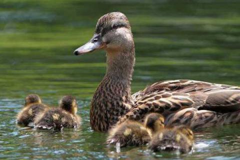 鸭子直接喂大米可以吗
