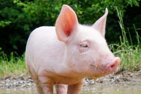 养猪猪粪怎么处理