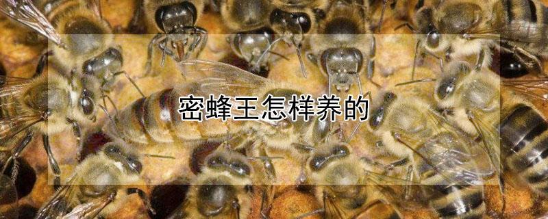 密蜂王怎样养的 养蜂十二口诀