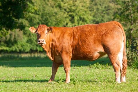 白百叶和黑百叶的区别