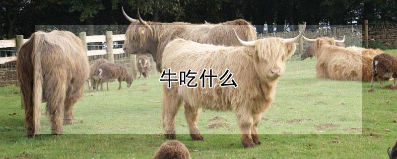 牛吃什么（牛吃什么草）