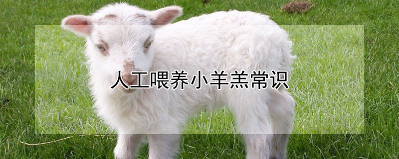 人工喂养小羊羔常识 人工喂养小羊羔常识大全