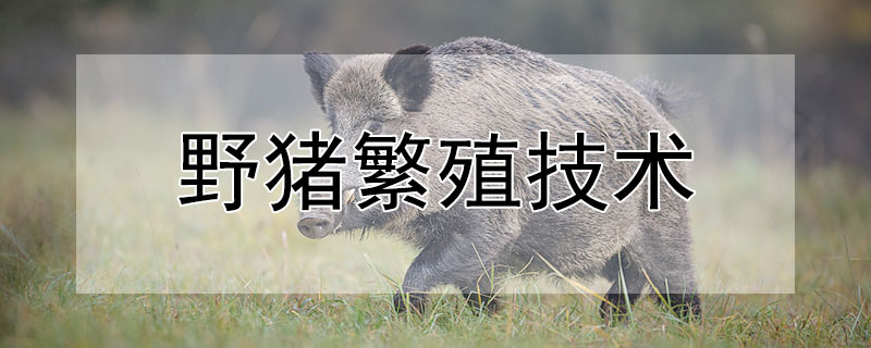 野猪繁殖技术（野猪繁殖方式）