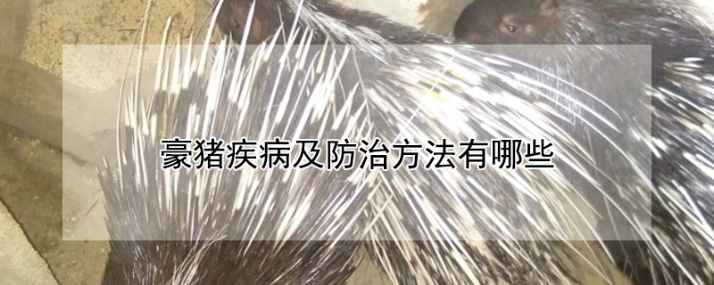 豪猪疾病及防治方法有哪些 豪猪怎么样好不好养