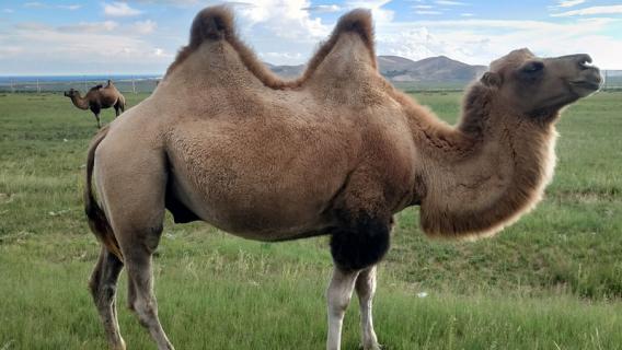 常见的反刍动物有哪些