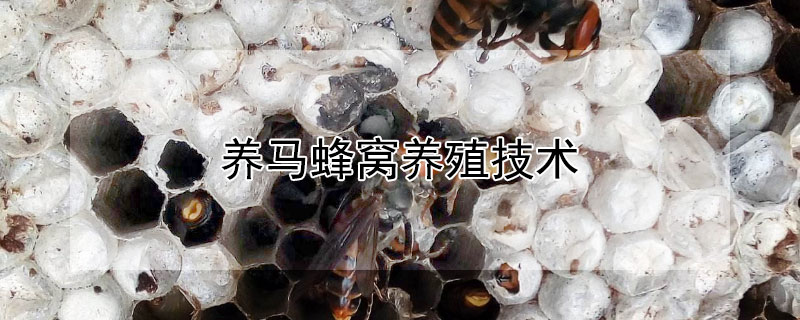 养马蜂窝养殖技术 养马蜂窝养殖技术书籍