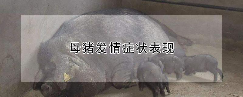 母猪发情症状表现（母猪发情症状表现图）