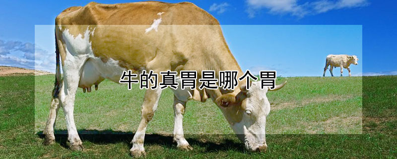 牛的真胃是哪个胃 牛的真胃在哪里