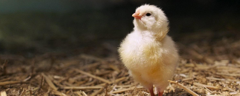 街上买的小鸡怎么养 小鸡怎么养
