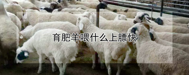 育肥羊喂什么上膘快 育肥羊吃什么饲料长得快