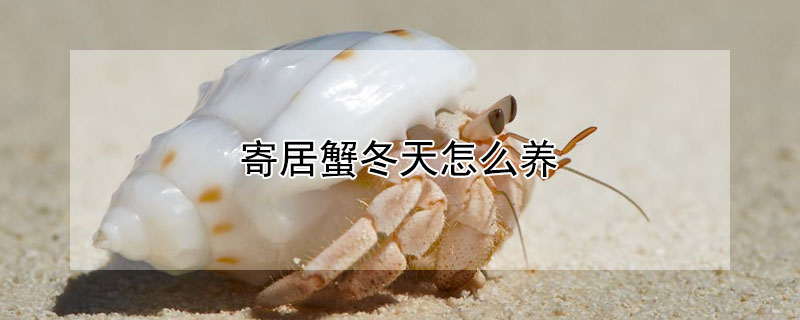寄居蟹冬天怎么养（寄居蟹冬天养法）