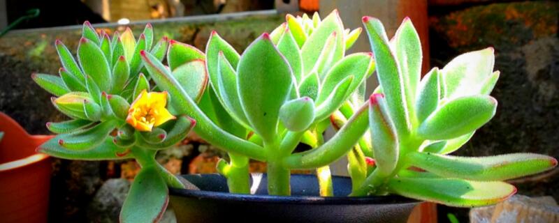 多肉气根是什么意思 多肉的气根