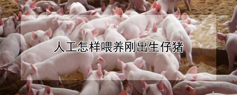 人工怎样喂养刚出生仔猪（人工怎样喂养刚出生仔猪）