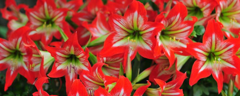 对对红有毒吗（对红有毒吗 适合室内养吗）