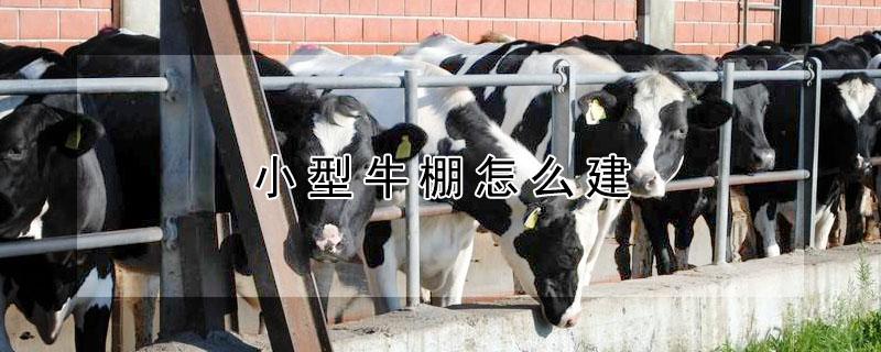 小型牛棚怎么建（10米宽大棚60米长造价）