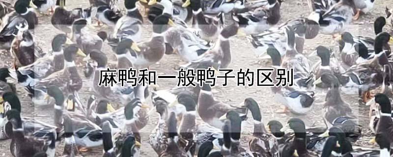 麻鸭和一般鸭子的区别（麻鸭适合炖汤还是红烧）