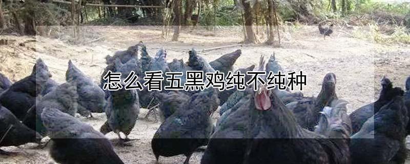 怎么看五黑鸡纯不纯种（五黑鸡红冠好还是黑冠好）